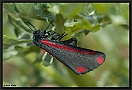 Sint Jacobsvlinder, Cinnabar Moth, Tyria jacobaeae Location: Hoge Veluwe, the Netherlands st Jacobsvlinder